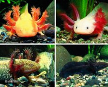 六角龍魚吃什么