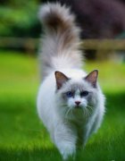 布偶貓價格多少錢一只