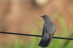 布谷鳥是杜鵑鳥嗎