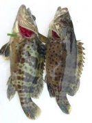 龍躉魚多少錢一斤