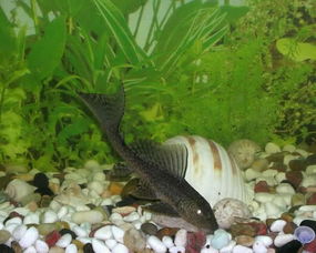 清道夫魚為什么泛濫