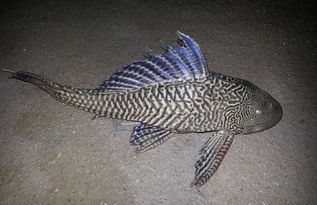 清道夫魚為什么泛濫