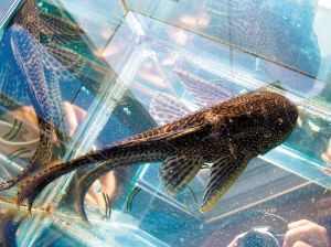 清道夫魚為什么泛濫