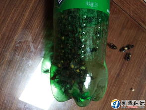 虎頭蜂泡酒有什么功效