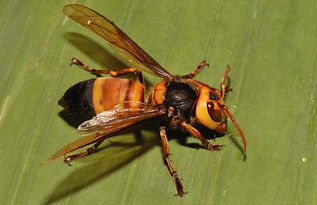 虎頭蜂泡酒有什么功效