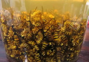 虎頭蜂泡酒有什么功效