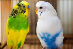 虎皮鸚鵡會說話嗎