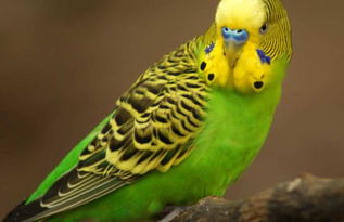 虎皮鸚鵡會說話嗎