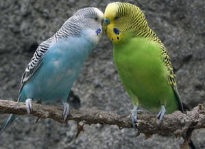 虎皮鸚鵡會說話嗎