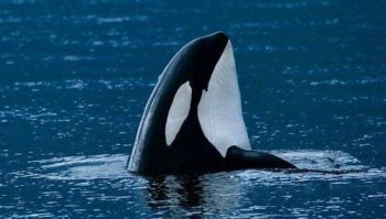 虎鯨為什么怕座頭鯨