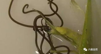 鐵線蟲(chóng)會(huì)寄生在人體嗎