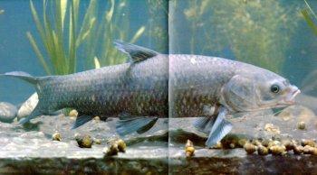 黃花魚是淡水魚還是海水魚