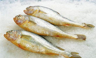 黃花魚是淡水魚還是海水魚