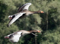 黃鱔怎么繁殖后代