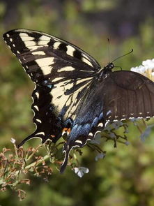 黃鱔是雌雄同體嗎