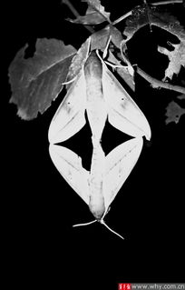 黃鱔晚上幾點出來活動