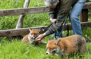 黃鼬和黃鼠狼一樣嗎