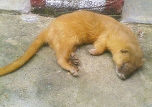 黃鼬和黃鼠狼一樣嗎