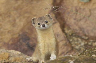 黃鼬和黃鼠狼一樣嗎