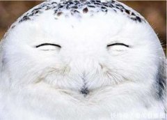 為什么不能對貓頭鷹笑