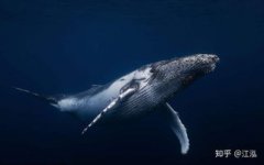 虎鯨為什么怕座頭鯨