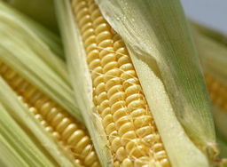 墨西哥是什么人種