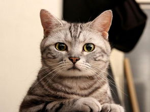 家里出現飛螞蟻的原因