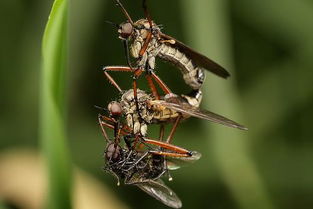 家里好多蒼蠅怎么驅(qū)除