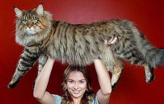 巨型緬因貓多少錢一只