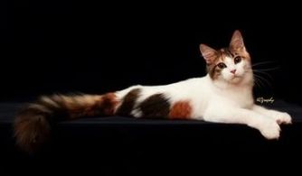 巨型緬因貓多少錢一只