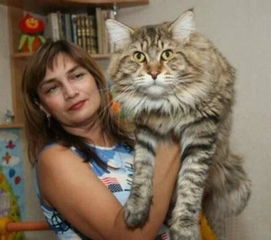 巨型緬因貓多少錢一只