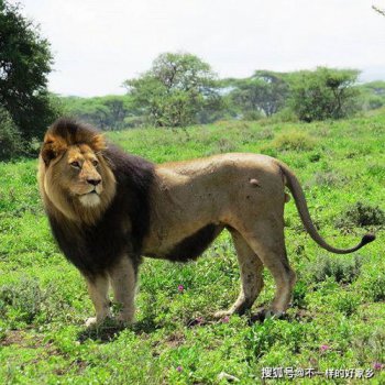 開普獅和東北虎誰大
