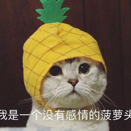 撿到刺猬是吉是兇