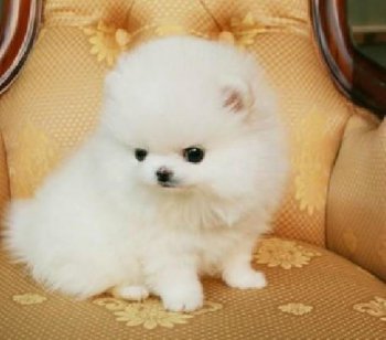 俊介犬多少錢一只