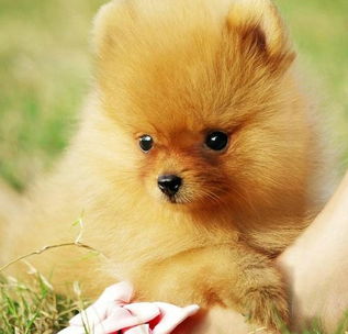 俊介犬多少錢一只