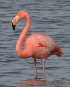 火烈鳥象征什么