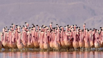 火烈鳥象征什么