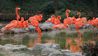 火烈鳥象征什么