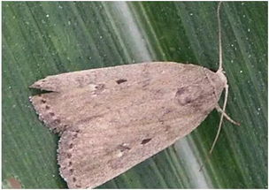 甲維鹽防治哪些害蟲