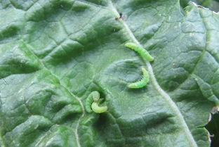 甲維鹽防治哪些害蟲