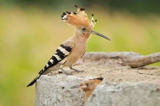 看見戴勝鳥預(yù)示著什么