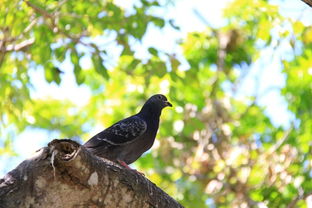 看見蟑螂不怕不怕啦是什么歌