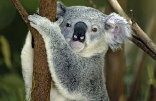 考拉吃什么食物