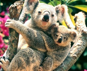 考拉吃什么食物