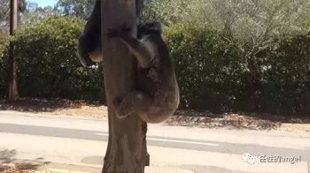 考拉打架為什么哭