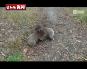 考拉打架為什么哭