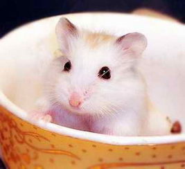 金絲熊認主人嗎