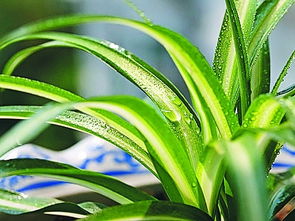 金魚(yú)吊蘭可以放臥室嗎