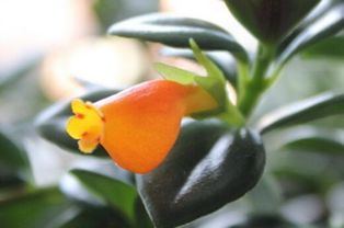 金魚(yú)吊蘭可以放臥室嗎