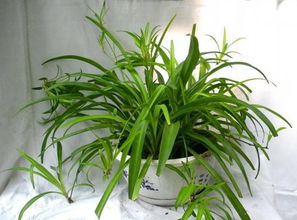 金魚(yú)吊蘭可以放臥室嗎